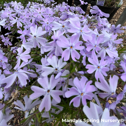 Woodlander Lilac Creeping Phlox | Phlox subulata