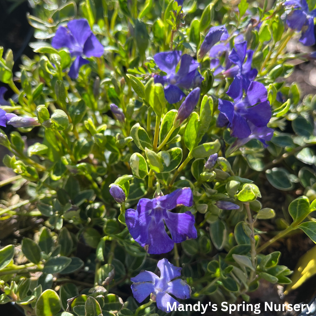 Ralph Shugert Periwinkle | Vinca minor 'Ralph Shugert'