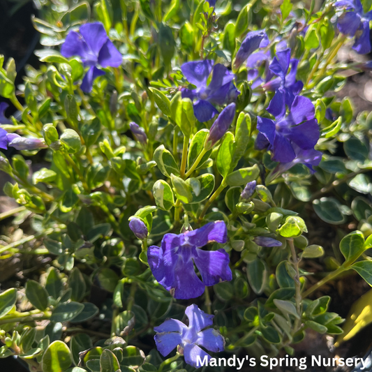 Ralph Shugert Periwinkle | Vinca minor 'Ralph Shugert'