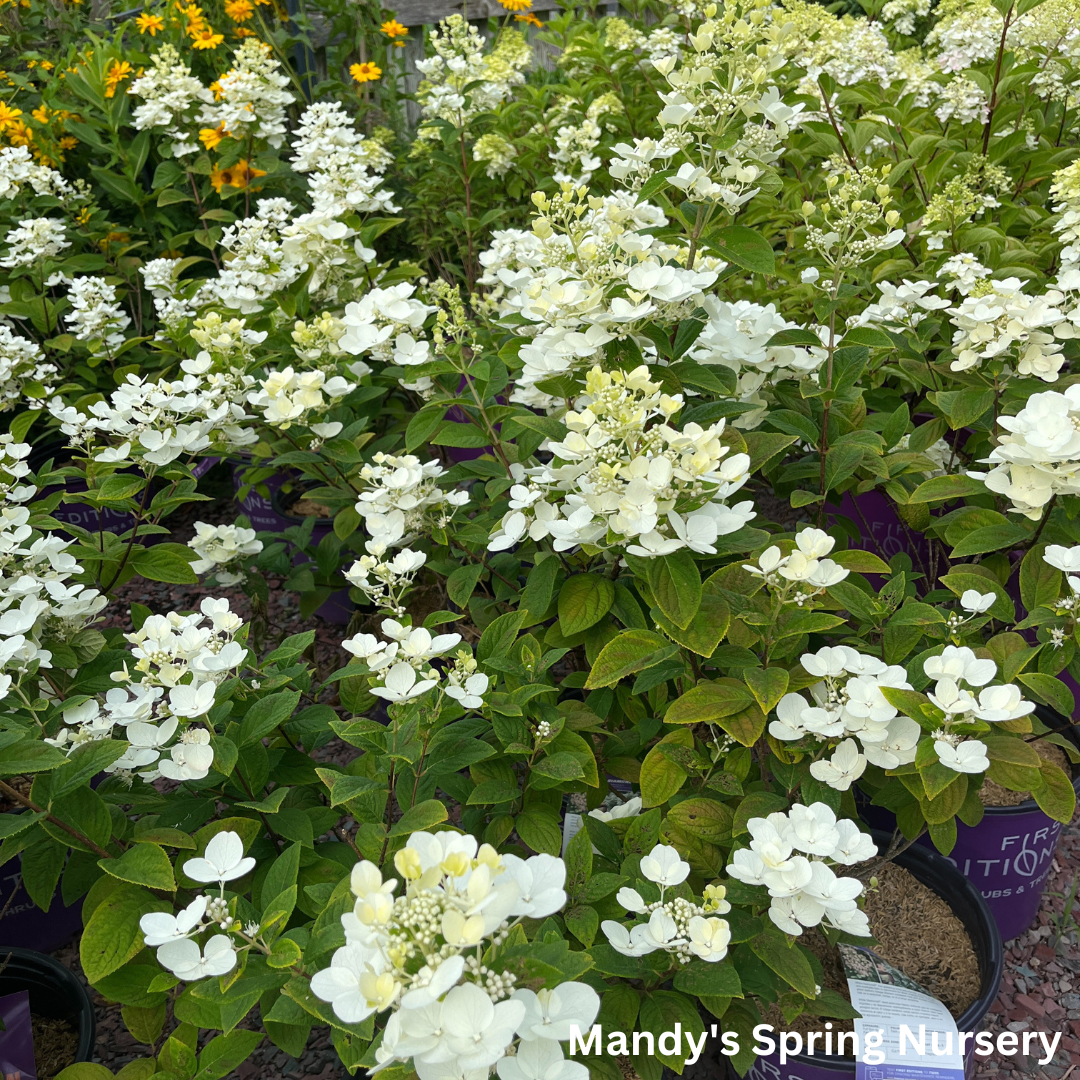 Little Quick Fire Hydrangea | Hydrangea paniculata