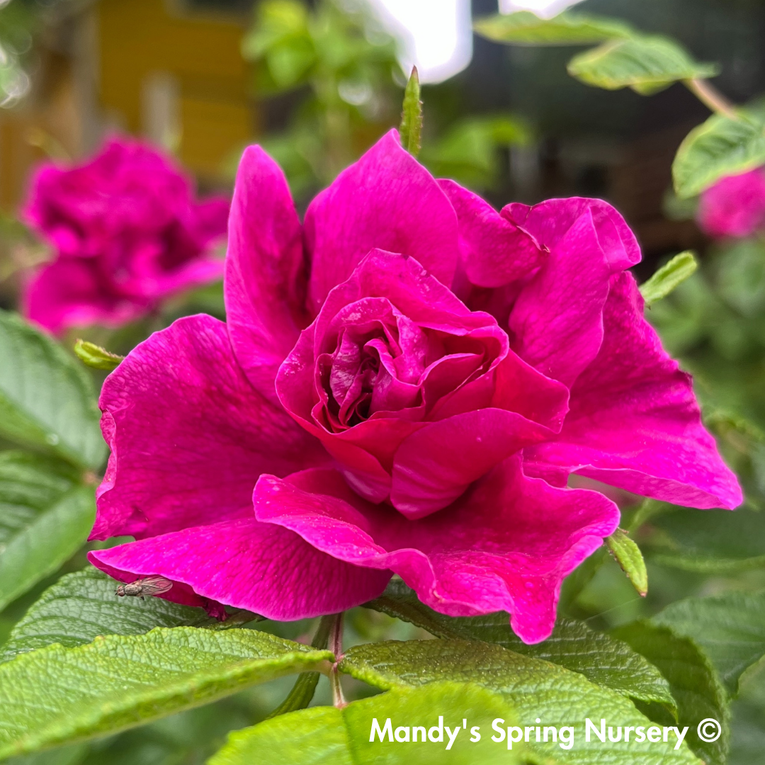 Rugosa Rose | Rosa rugosa
