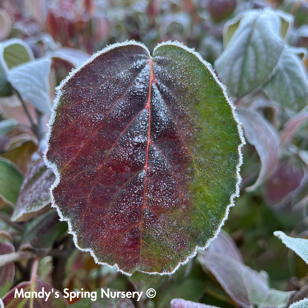Sugar n' Spice® Korean Viburnum | Viburnum carlesii