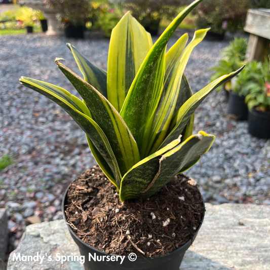 'Golden Flame' Snake Plant