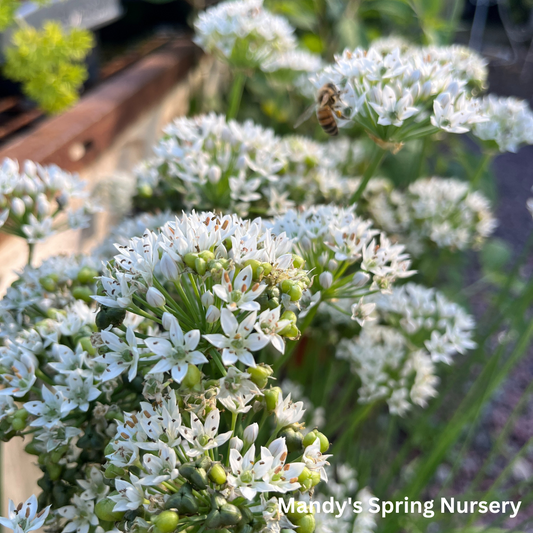 White Garlic Chives | Allium tuberosum