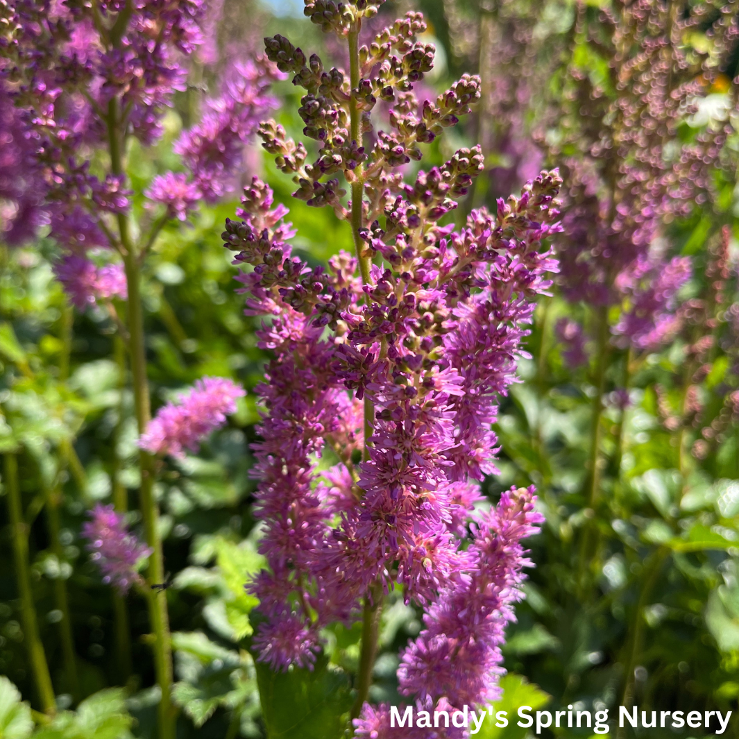 Black Pearls® Astilbe | Astilbe chinensis