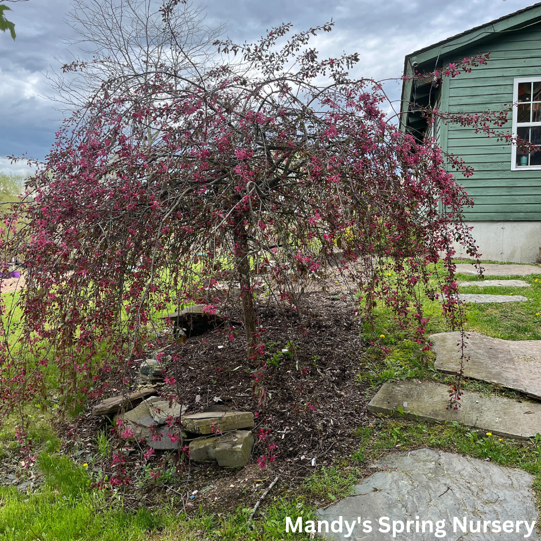 Ruby Tears Weeping Crabapple | Malus 'Bailears'