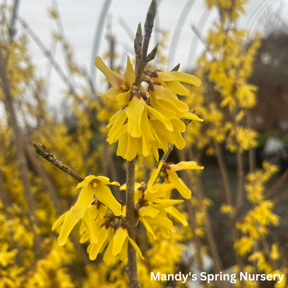 Northern Gold Forsythia