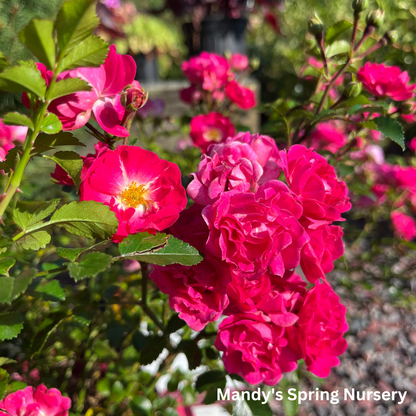 Little Mischief Easy Elegance Rose | Rosa