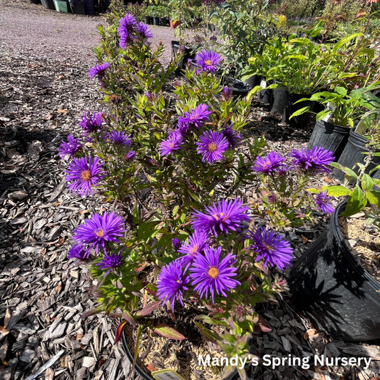 Grape Crush New England Aster | Aster novae-angliae