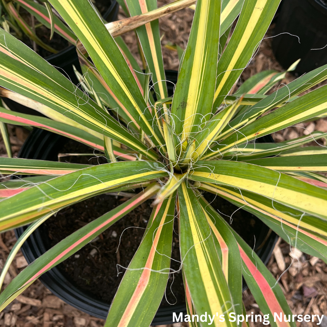 Color Guard Yucca | Yucca filamentosa