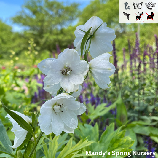 Delphinium 'Guardian White' | Delphinium elatum 'Guardian White'