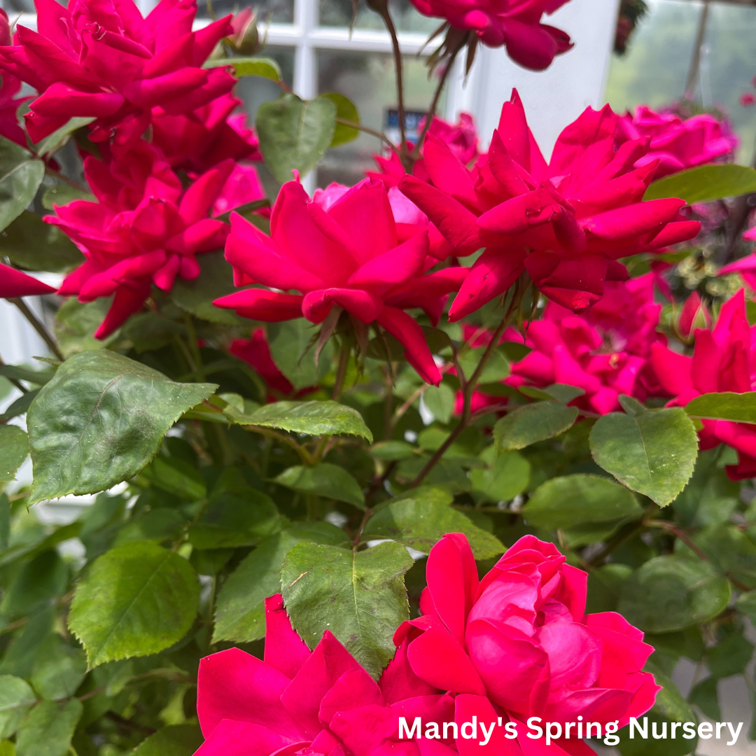 Red Double Knock Out Rose Tree-Form | Rosa