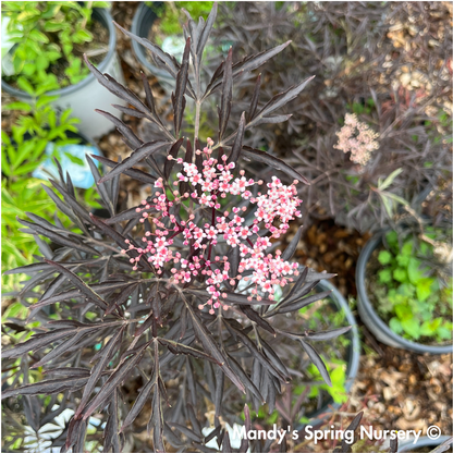 Black Lace Elderberry | Sambucus nigra