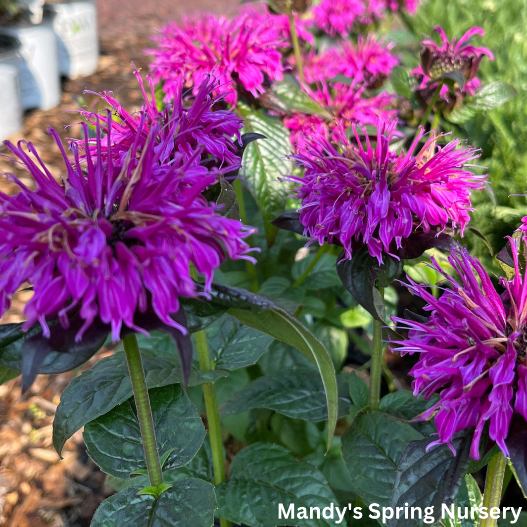 'Electric Neon Purple' Bee Balm | Monarda