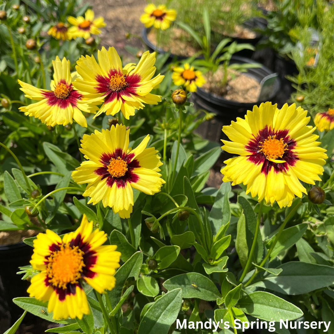 Uptick™ Yellow & Red Tickseed | Coreopsis hybrid