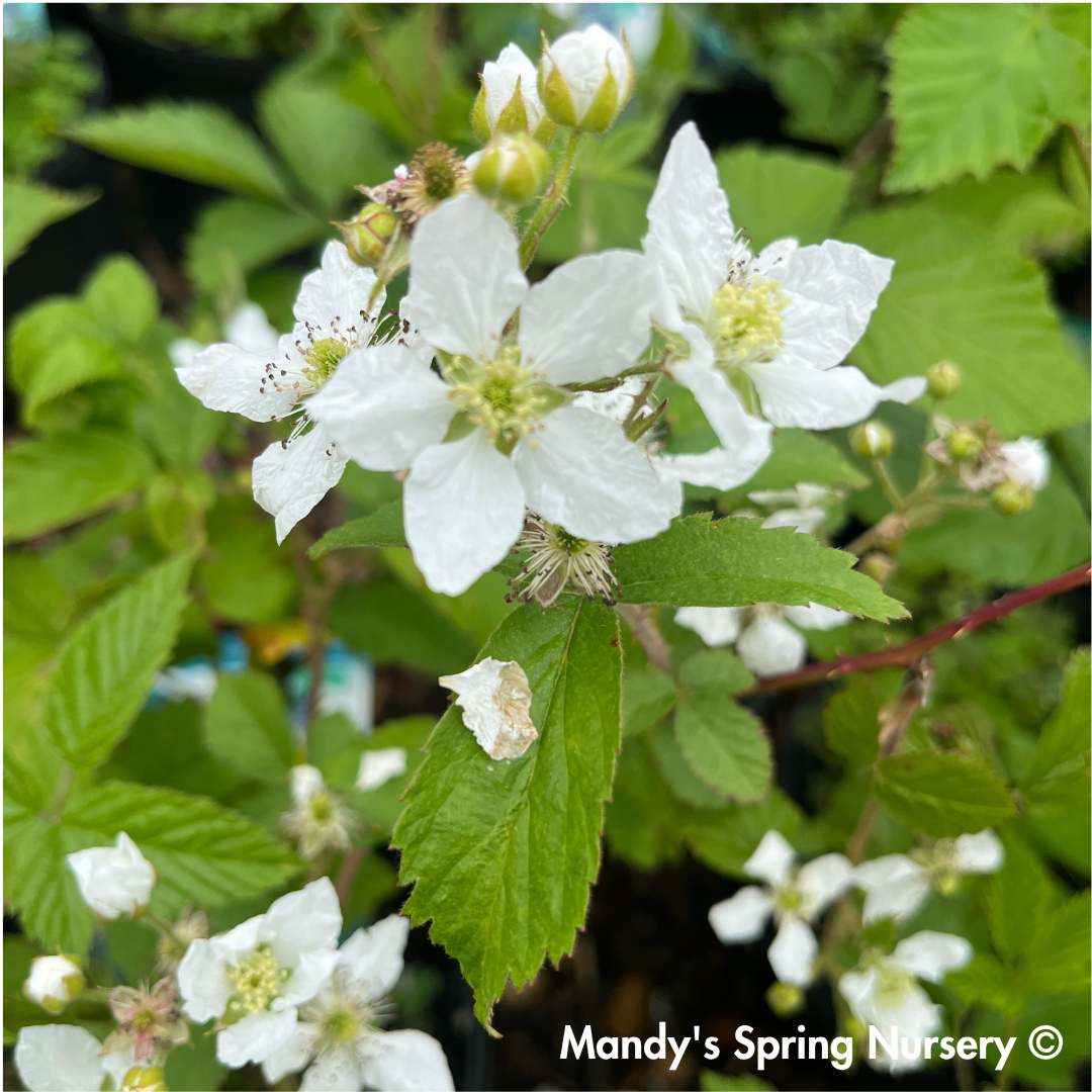 Darrow Blackberry | Rubus