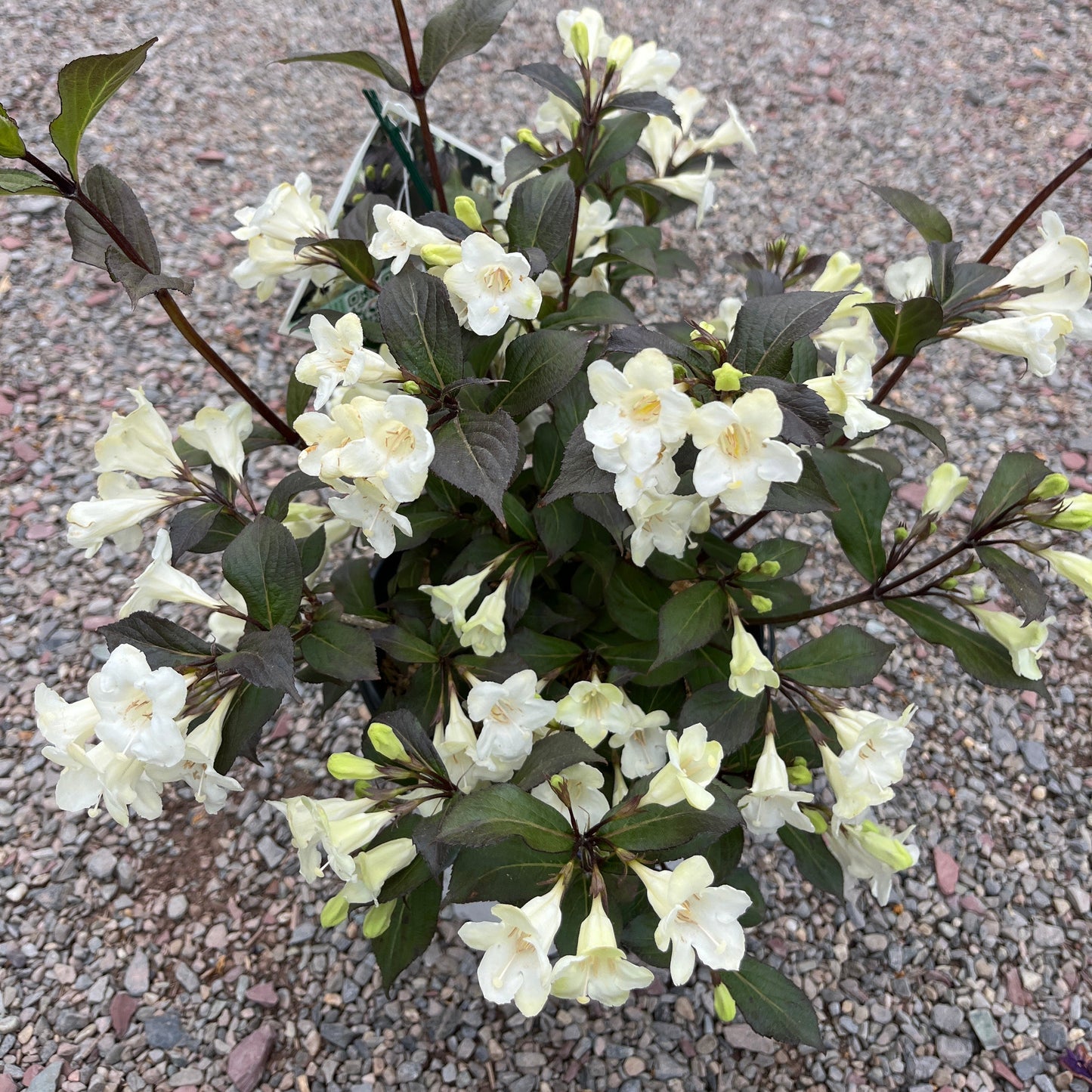 Tuxedo™ Weigela / x Bloomin Easy