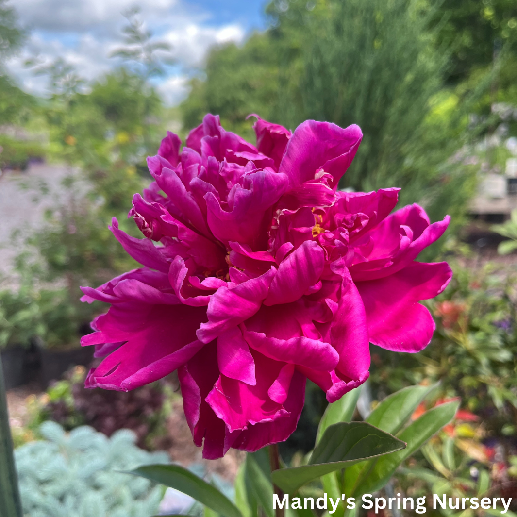 'Karl Rosenfield' Peony