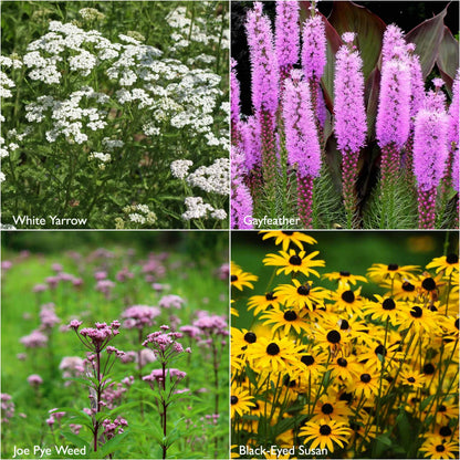 Scatter Garden | Monarch Butterfly Milkweed | Pollinators