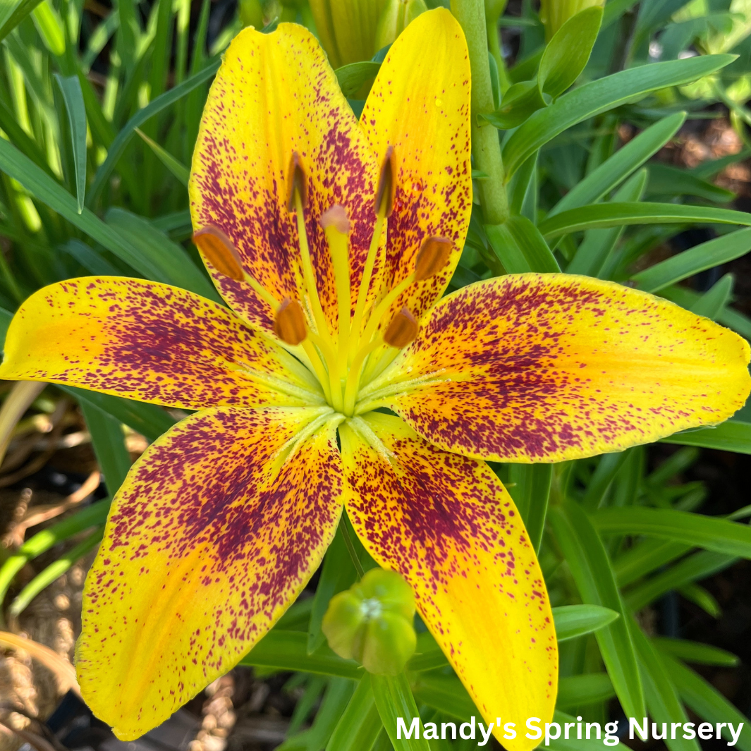 Tiny Nugget Hardy Lily | Lilium Asiatic