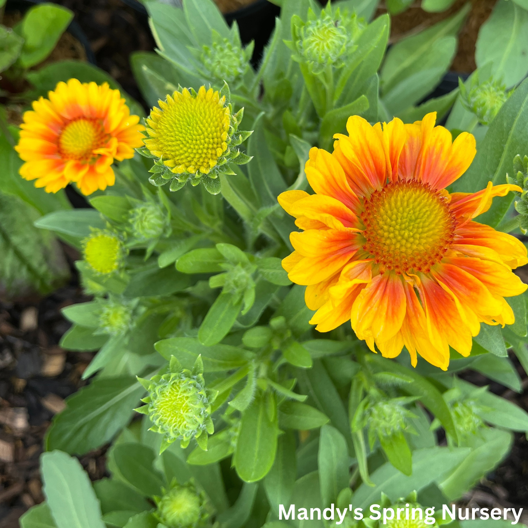 'Arizona Apricot' Blanket Flower | Gaillardia a. 'Arizona Apricot'