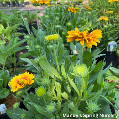 'Arizona Apricot' Blanket Flower | Gaillardia a. 'Arizona Apricot'