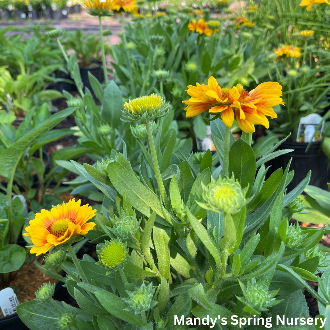 'Arizona Apricot' Blanket Flower | Gaillardia a. 'Arizona Apricot'