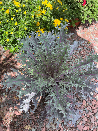 Fall Mums & Kale Assorted