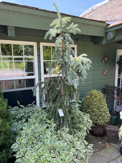 Weeping Blue Spruce | Picea pungens 'Pendula'