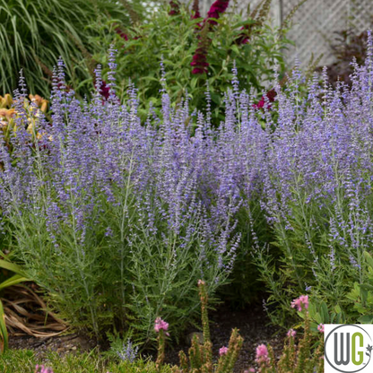 Russian Sage | Perovskia atriplicifolia
