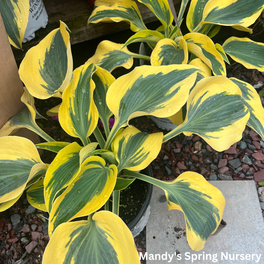 Autumn Frost Hosta