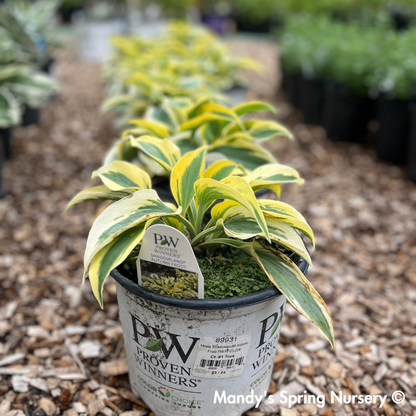 Autumn Frost Hosta