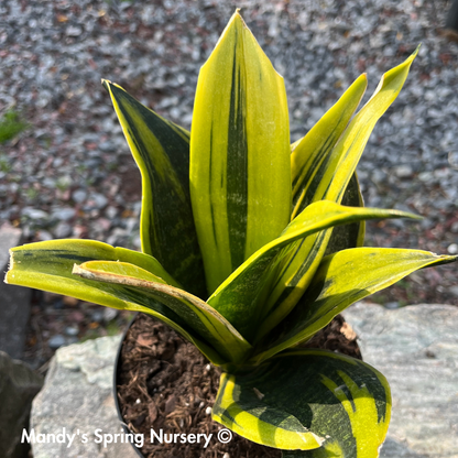 'Golden Flame' Snake Plant