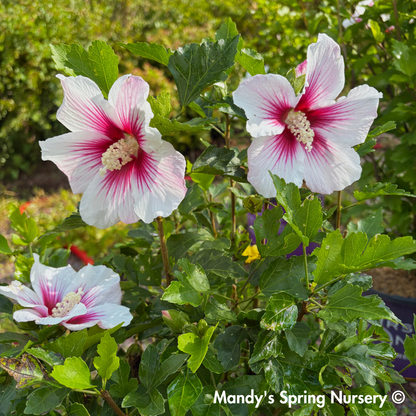 Paraplu Pink Ink® Rose of Sharon | Hibiscus syriacus