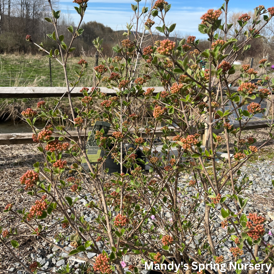 Sugar n' Spice® Koreanspice Viburnum | Viburnum carlesii