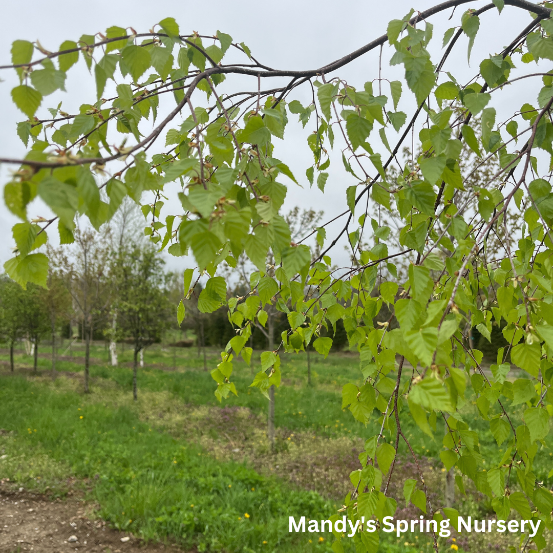 Young's Weeping Birch | Betula pendula 'Youngii'