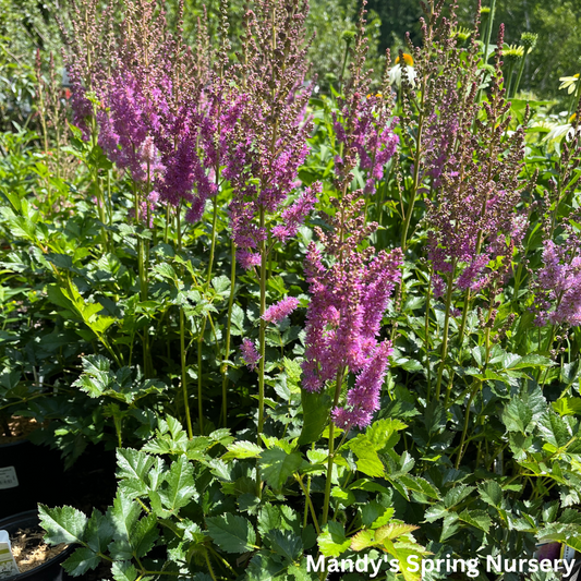 Black Pearls® Astilbe | Astilbe chinensis