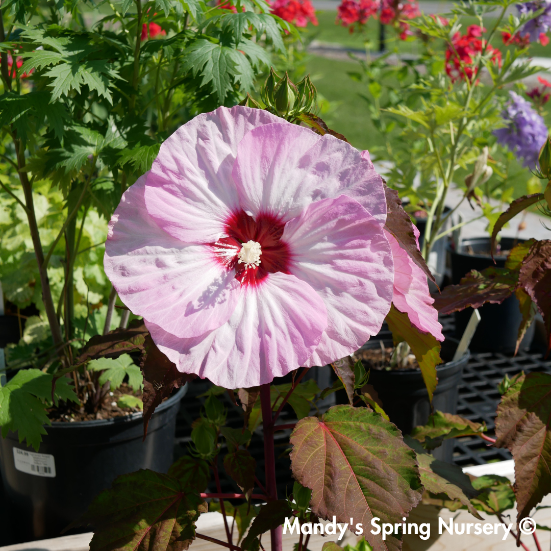 'Spinderella' Hibiscus