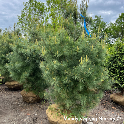 Eastern White Pine | Pinus strobus