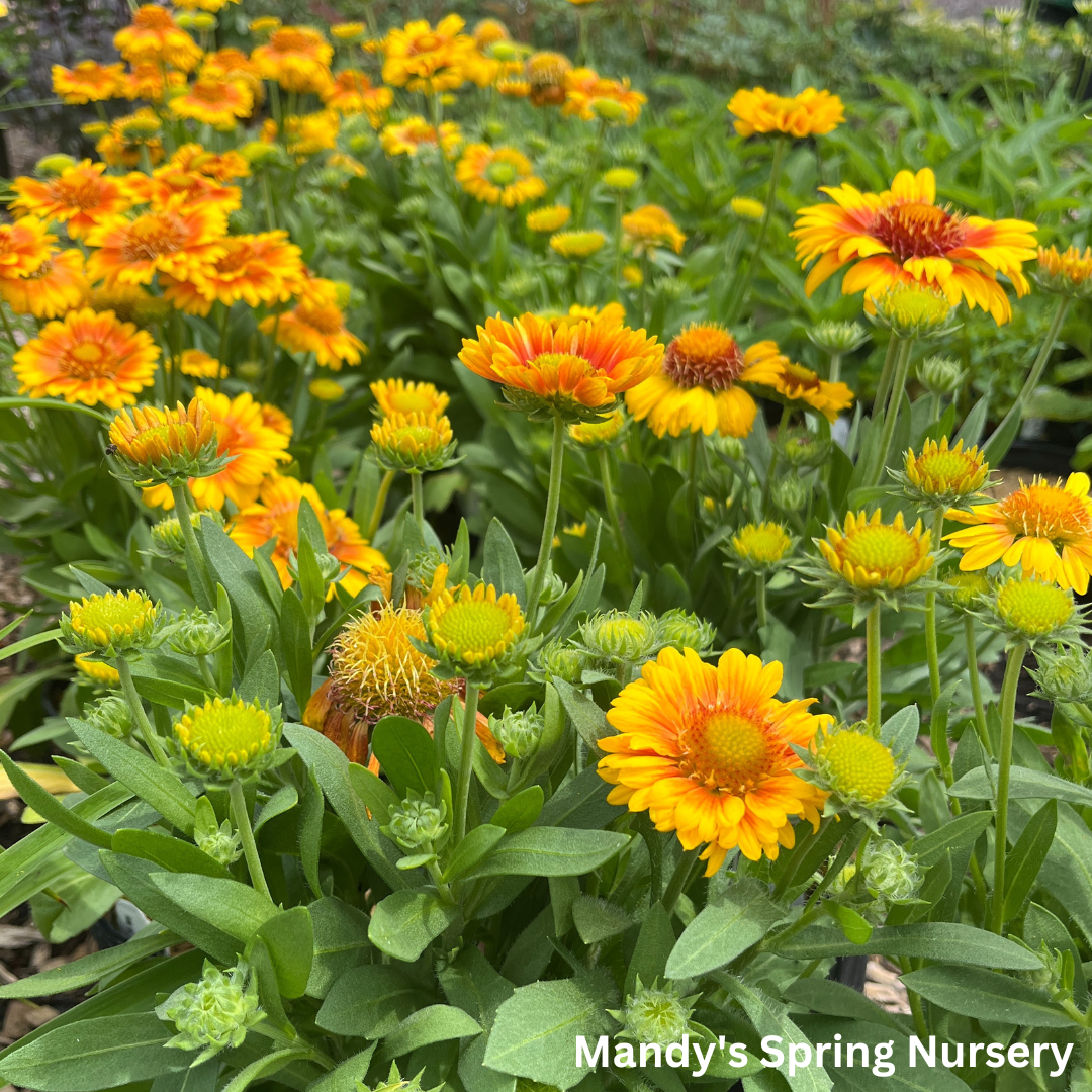 'Arizona Apricot' Blanket Flower | Gaillardia a. 'Arizona Apricot'