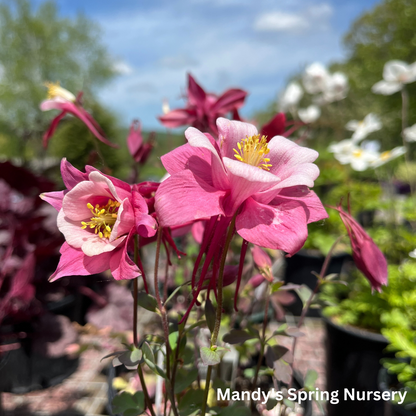 KIRIGAMI™ Mix Columbine | Aquilegia