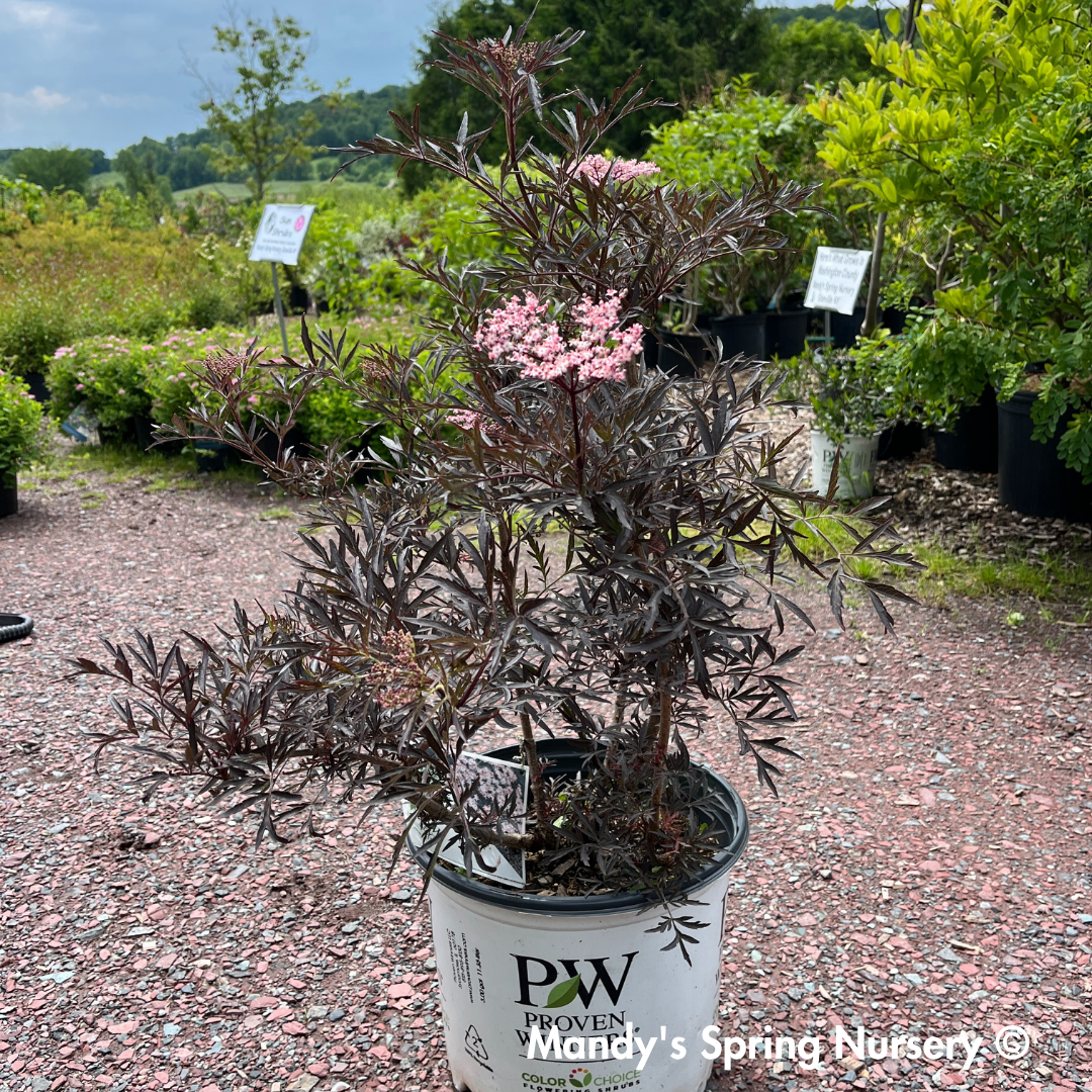 Black Lace Elderberry | Sambucus nigra