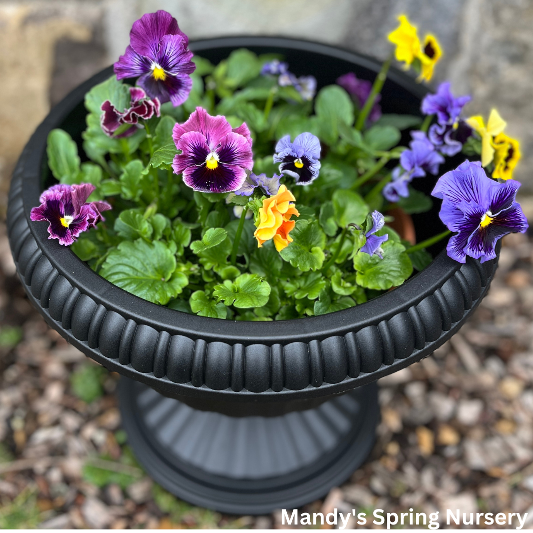 'Grecian' Urn Black Planter