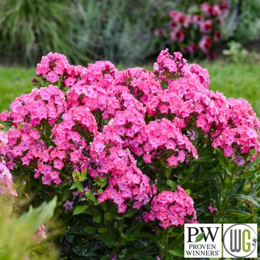 'Pink Lightning' Tall Garden Phlox | Phlox paniculata