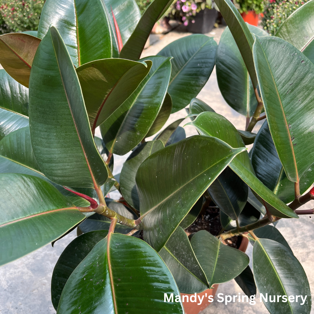 Rubber Tree | Ficus elastica