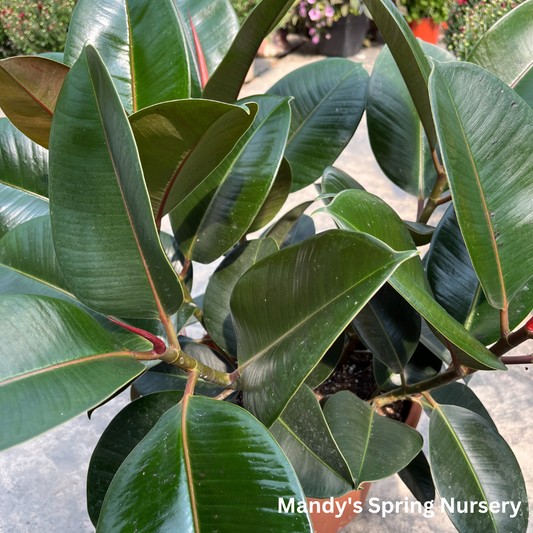 Rubber Tree | Ficus elastica