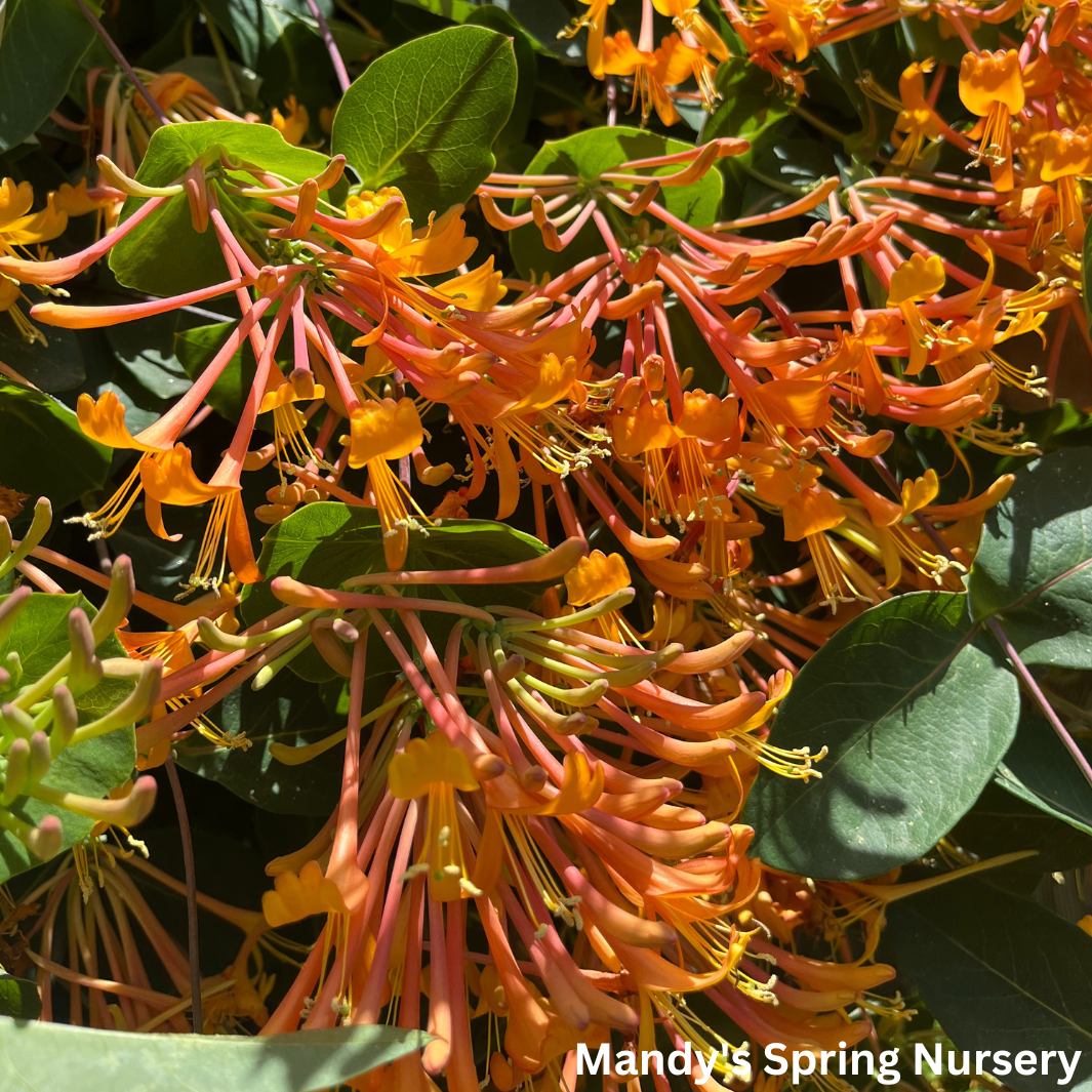 Mandarin Honeysuckle | Lonicera