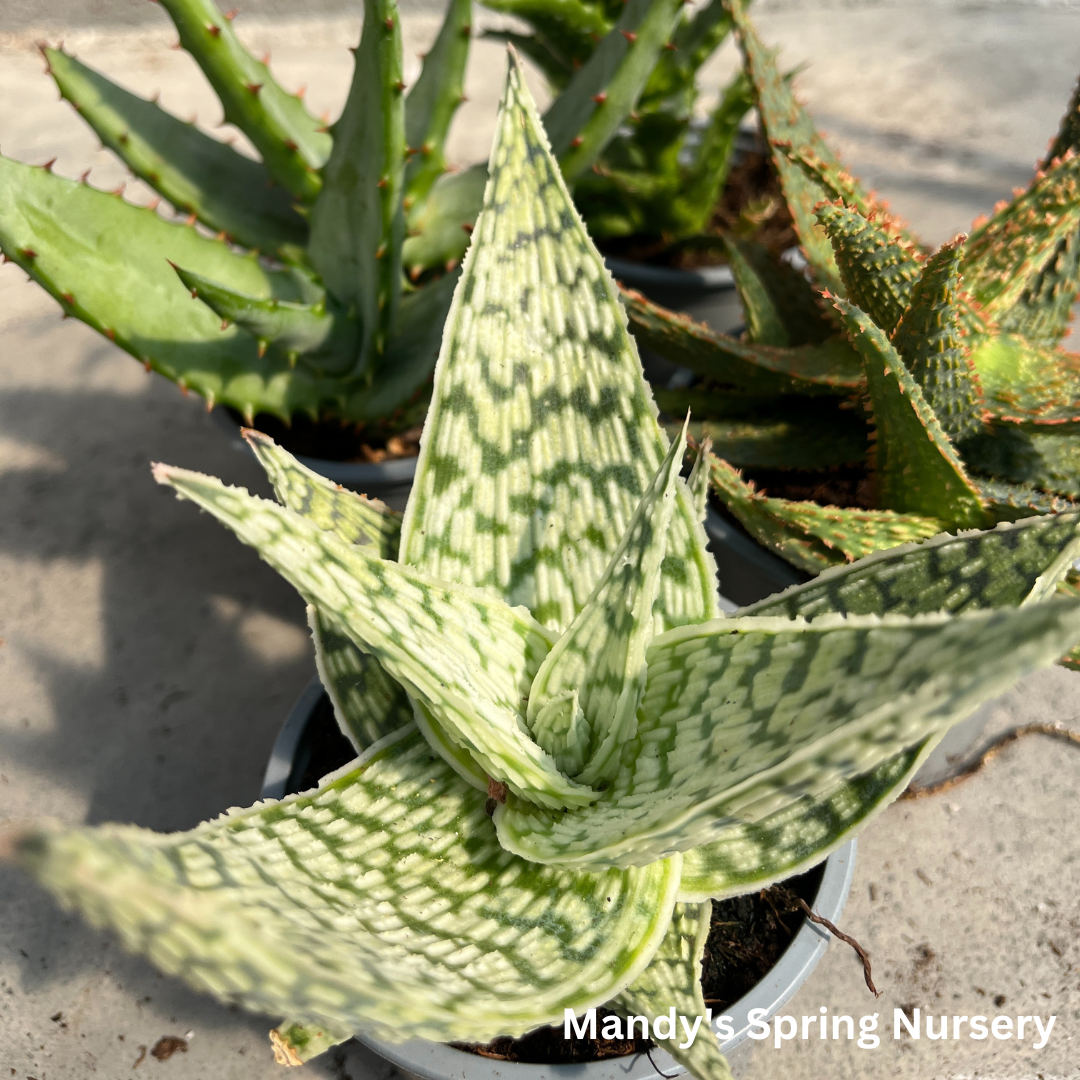 Aloe Vera Plant