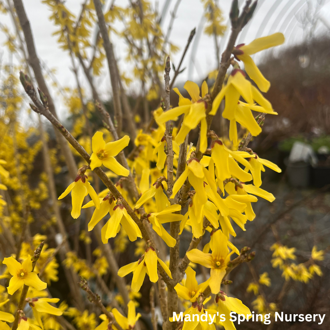 Northern Gold Forsythia