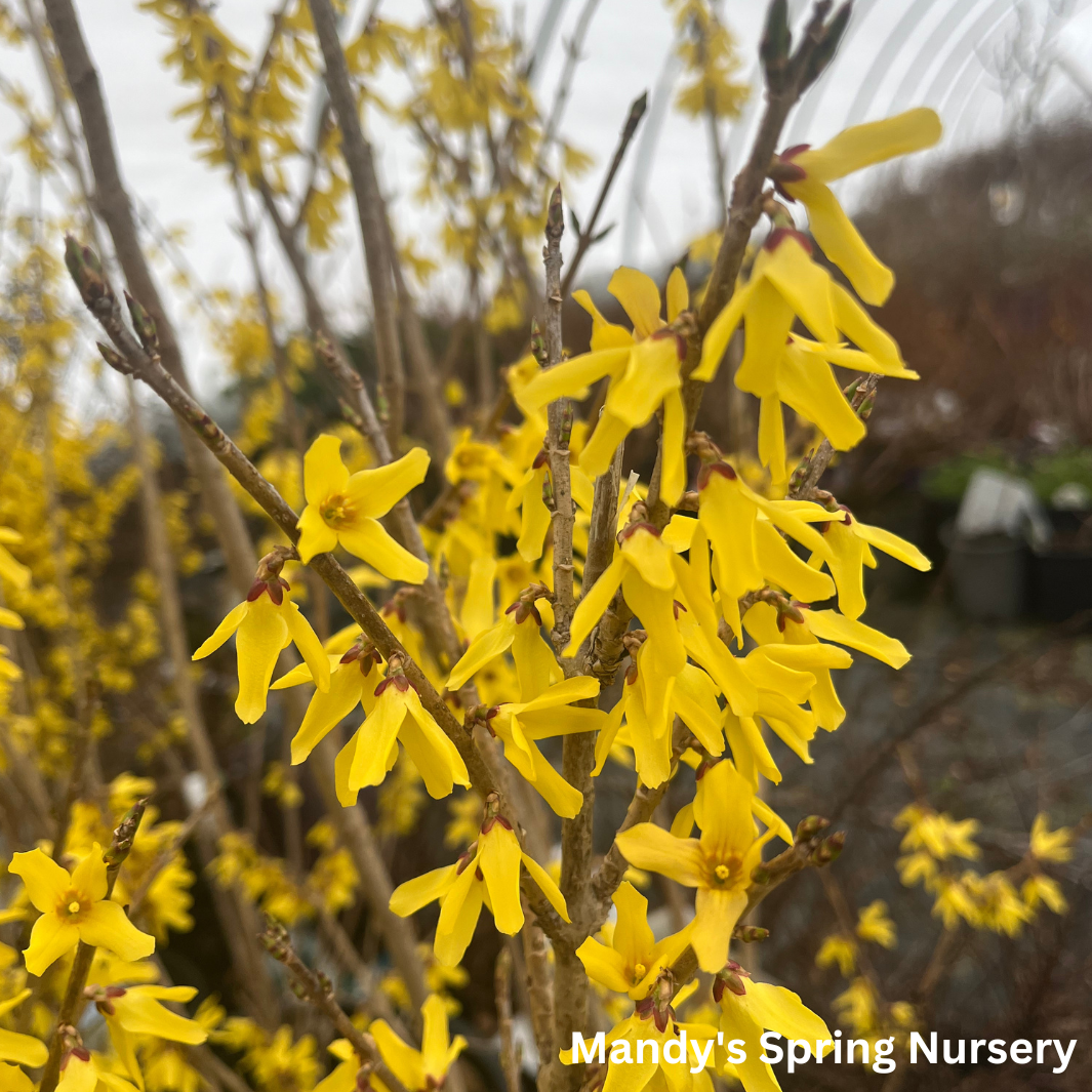 Northern Gold Forsythia | Forsythia